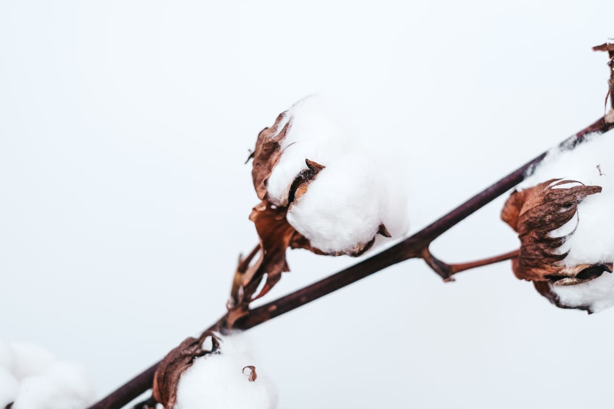 Close-up of cotton fibres